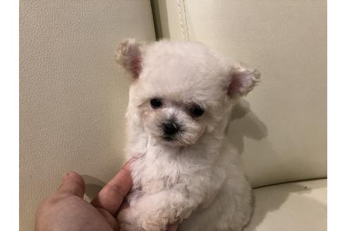 岩本美鈴ブリーダーの詳細の1枚目